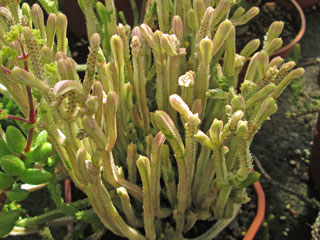Crassula lycopodioides  'Variegata'   - Pot  5 cm