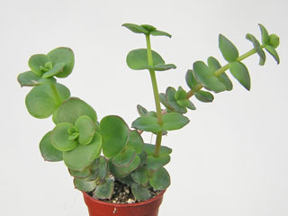 Crassula pellucida ssp. marginalis   - Pot  8 cm