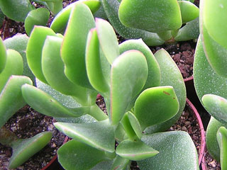 Crassula ovata 'Obliqua'   - Pot 14 cm