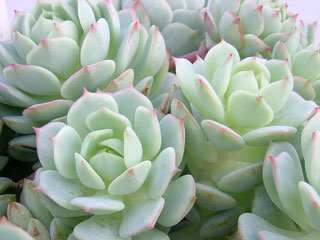 Echeveria derenbergii   - Pot  5 cm