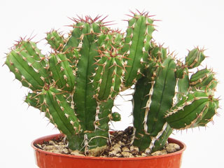 Euphorbia echinus   - Pot  8 cm