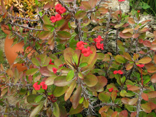 Euphorbia milii var. splendens   - Pot  6 cm