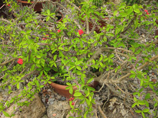 Euphorbia milii  (=E. splendens var. bojeri)   - Pot  6 cm
