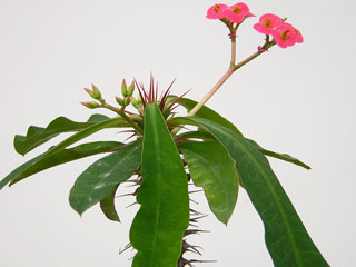 Euphorbia 'Madeleine Kuentz' (ex milii x 'Kuentzii') 
