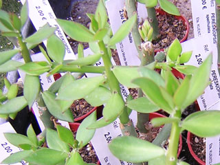 Pereskiopsis spathulata   - Pot  6 cm