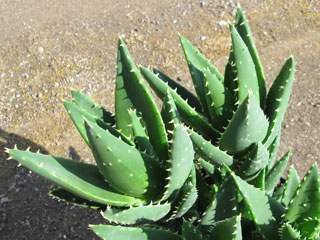 Aloe x nobilis 