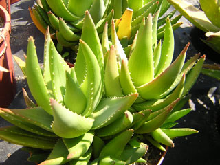 Aloe x nobilis 'Inerme' 