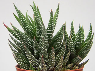 Haworthia 'Robert Kuentz' (ex Haworthia 'Kuentzii')   - Pot  6 cm