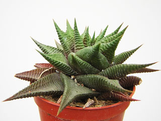 Haworthia limifolia   - Pot  8 cm