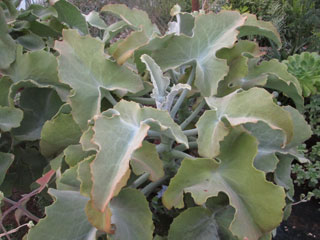 Kalanchoe beharensis   - H 35-40 cm