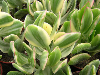 Crassula ovata 'Tricolor' (='Obliqua Variegata') 