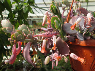 Kalanchoe fedtschenkoi 