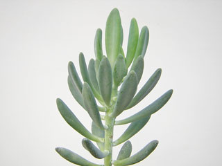 Pachyphytum longifolium   - Pot  8 cm