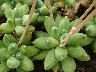 Pachyphytum hookeri   - Pot  6 cm