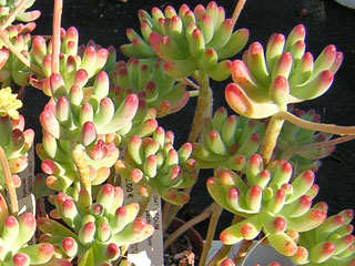 Sedum pachyphyllum 