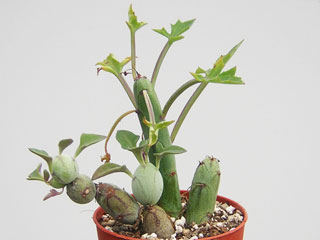 Senecio articulatus   - Pot  6 cm
