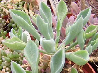 Senecio kleiniiformis (=S. cuneatus)   - Pot  6 cm