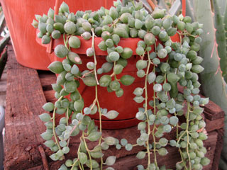 Senecio rowleyanus (clone 2, ex ''S. herreanus'') 