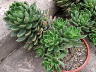 Cremneria 'Scaphylla'   - Pot  8 cm