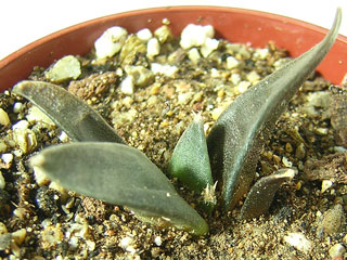 Ariocarpus retusus   - Pot  5 cm
