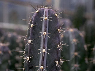 Stenocereus griseus (Ritterocereus eburneus)   - Pot  5 cm