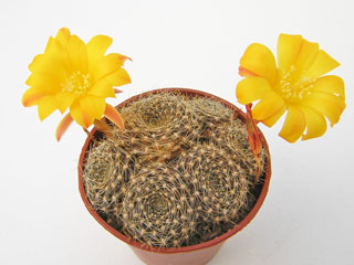 Rebutia marsoneri   - Pot  5 cm