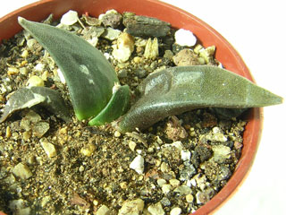 Ariocarpus retusus  var. furfuraceus   - Pot  5 cm
