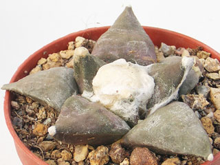 Ariocarpus retusus  var. furfuraceus   - Pot  6 cm