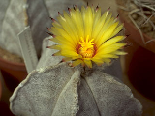 Astrophytum coahuilense 