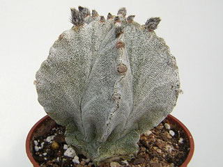 Astrophytum myriostigma var. columnare   - Pot  8 cm