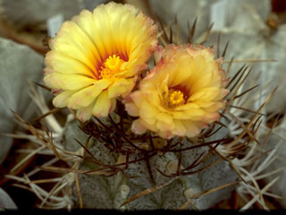 Astrophytum capricorne var. niveum   - Pot  5 cm