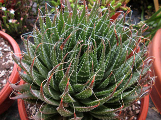 Aloe aristata   - Pot 10 cm
