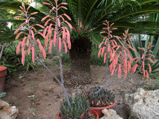 Aloe aristata   - Pot  6 cm