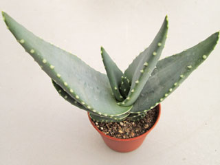 Aloe comptonii   - Pot  6 cm