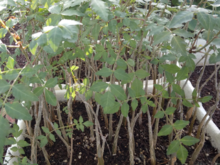 Bursera fagaroides   - Pot  8 cm