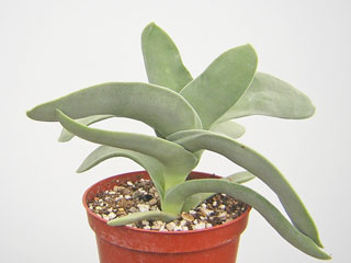 Crassula perfoliata 'Falcata'   - Pot  8 cm