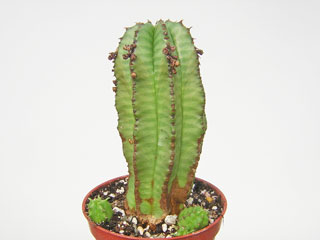 Euphorbia anoplia