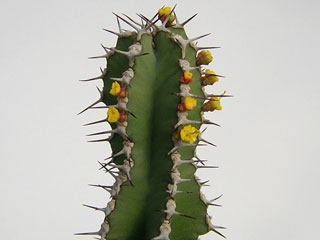 Euphorbia polyacantha   - Pot  6 cm