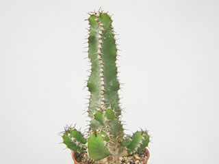 Euphorbia polyacantha   - Pot 10 cm