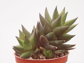 Haworthia 'Revendettii'   - Pot 10 cm