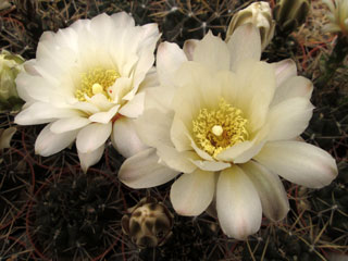 Gymnocalycium gibbosum P95   - Pot  5 cm