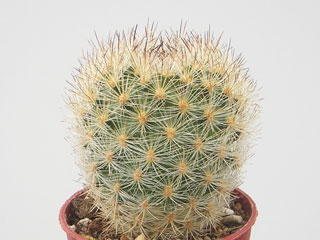 Matucana haynei ssp. herzogiana   - Pot  8 cm