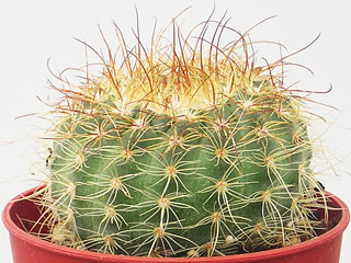 Parodia concinna (Notocactus apricus)   - Pot  6 cm