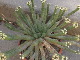Euphorbia inermis   - Pot 10 cm