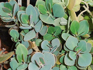 Kalanchoe grandiflora   - Pot  6 cm