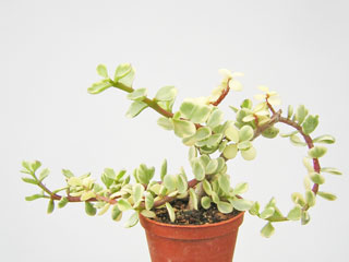 Portulacaria afra fma. variegata, jeune plante