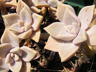 Graptopetalum paraguayense 