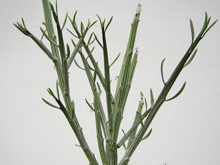 Senecio madagascariensis   - Pot 10 cm