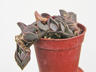 Tradescantia navicularis (=Callisia navicularis)   - Pot  6 cm