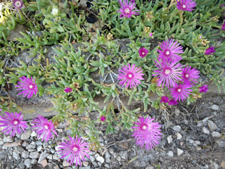 Delosperma cooperi   - Pot  6 cm